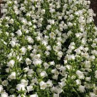 เมล็ดพันธุ์ ดอกระฆัง campanula calycanthema 1000 เมล็ด เมล็ดพันธุ์นำเข้าจาก อังกฤษ