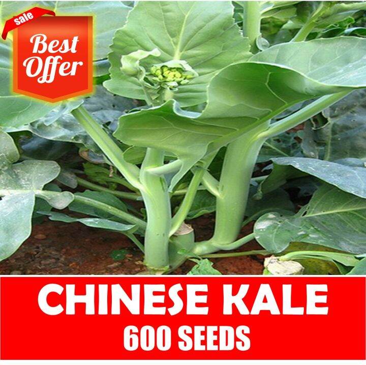 Chinese Kale Seeds Vegetable Seeds Lazada PH