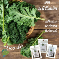 เมล็ดพันธุ์ เคล คะน้าใบหยิก ไดโนเคล เรดรัสเซียนเคล (Kale / Dinosaur Kale / Red Russian Kale)