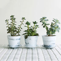 กระถางแคคตัส Marble Garden Pot