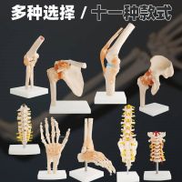 The function model of the human knee joint shoulder joint elbow joints foot joint movable hip bone model