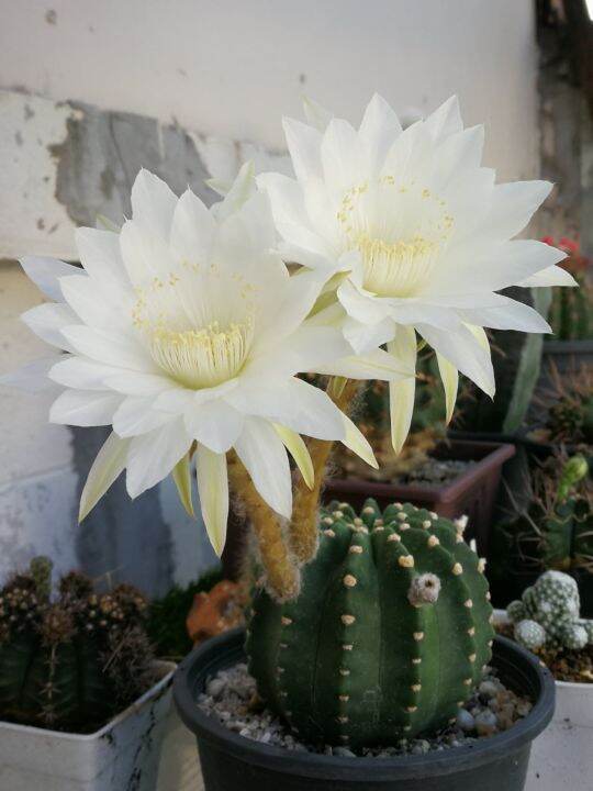 อิชินอปซิส-echinopsis-ดอกสีขาว-แคคตัส-กระบองเพชร-จัดส่งทั้งกระถาง-ราคาเบาๆ