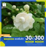 ( Promotion+++) คุ้มที่สุด มะลิบัว หรือ มะลิฉัตรดอกบัว หรือ มะลิถอด (Jasminum sambac (L.) Ait. ‘Mali Chat Dok Bua’) 1 ต้น เป็นมะลิโบราณ หายยาก ราคาดี พรรณ ไม้ น้ำ พรรณ ไม้ ทุก ชนิด พรรณ ไม้ น้ำ สวยงาม พรรณ ไม้ มงคล