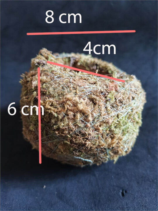 Sphagnum Moss Kokedema Natural Moss Ball Garden Decor Lazada