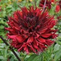 1 เหง้า/ชุุด รักเร่ Dahlia Bulb สายพันธุ์ Kenora Macop-B หัวรักเร่ ดอกไม้ ดอกรักเร่ เหง้า นำเข้า ยุโรป หัวสดใหม่ ผ่านการแช่เย็นแล้ว