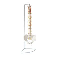 Life of the human body vertebra brand spinal Orion pelvic model is ridge with teaching demonstration bone joints