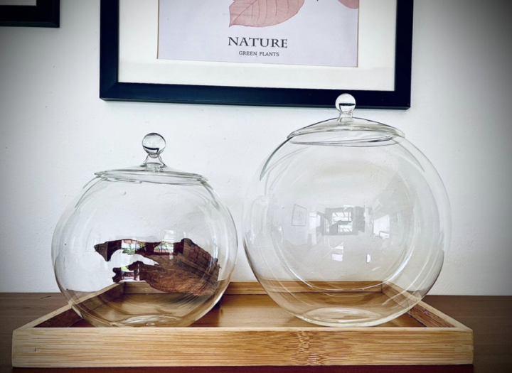 Malaysia Stock Terrarium glass Round Geometric Glass Lazada