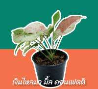 ต้นไม้ เงินไหลมา มิ้ล คอนเฟติ milk confetti (มิลค์ คอนเฟตติ) สายหวานไม่ควรพลาด ไม้มงคล ไม้ประดับ ไม้ตกแต่งบ้าน