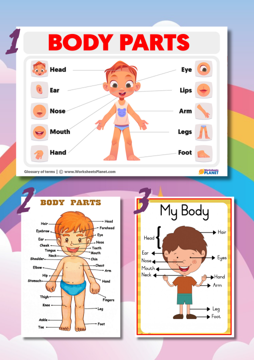 A4 Size Laminated Wall Charts for Kids (BODY PARTS) | Lazada PH