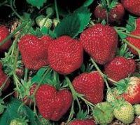 เมล็ดพันธุ์ Bonsai Seeds Strawberry สายพันธุ์ Tioga 50 เมล็ด เมล็ดพันธุ์ Bonsai Seedsนำเข้าจาก ยุโรป