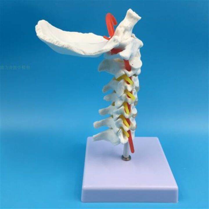 1-1-human-cervical-spine-bone-skeleton-model-with-neural-model-teaching-medical-specimens-of-human-body