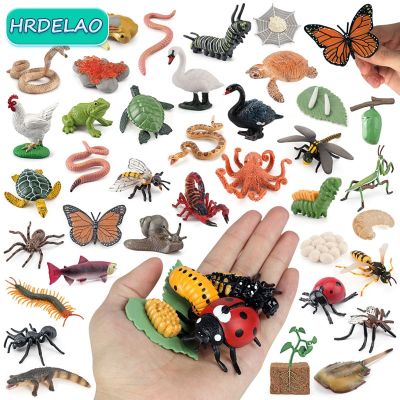ZZOOI Simulation Animal Growth Cycle Snail Frog Ant Spider Plant Life Cycle Figurines ABS Models Action Figures Cognition Teaching Toy