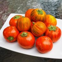 เมล็ดพันธุ์ มะเขือตุรกี (Turkish Orange Eggplant Seed) บรรจุ 15 เมล็ด คุณภาพดี ราคาถูก ของแท้ 100%