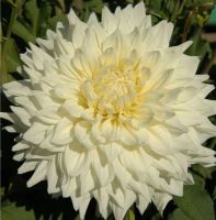 1 หัว/ออเดอร์ รักเร่ Dahlia Flower Bulb สายพันธุ์ Hakuyou หัวรักเร่ ดอกไม้ หัวหน่อ เหง้า นำเข้า เนเธอร์แลน หัวสดใหม่