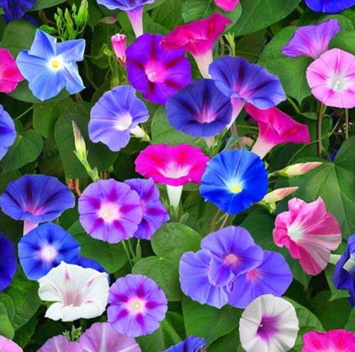 มอร์นิ่งกลอรี่-เมล็ดพันธุ์มอร์นิ่งกลอรี่คละสี-morning-glory-mix-colour-seed-บรรจุ-5-เมล็ด-10-บาท