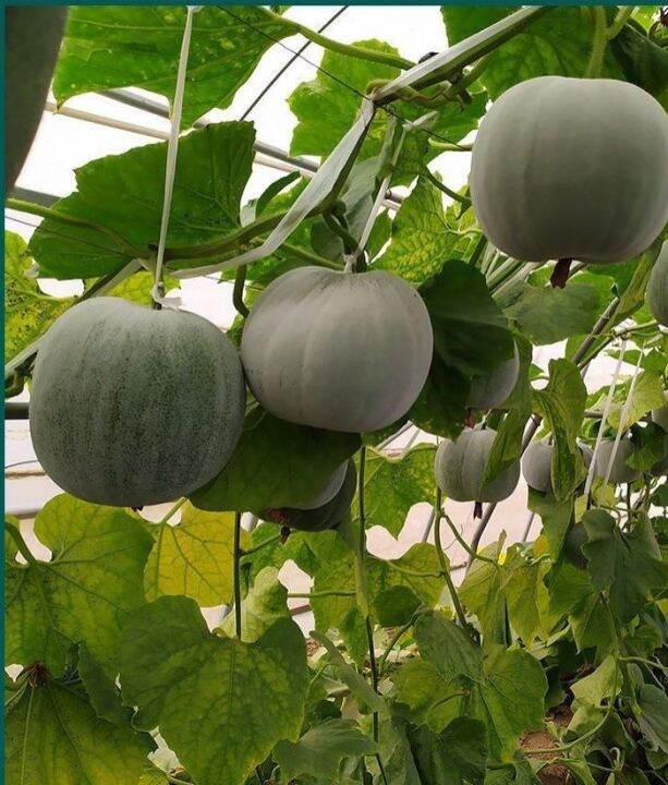 Biji Benih Kundur Pandan(15 Seeds)/Small Winter Melon Seeds /A Bunch of ...