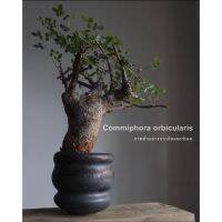 (SD002)เมล็ด Commiphora orbicularis