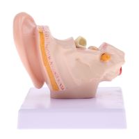 Magnification 1.5x Human Ear Joint Outer, Middle, Inner ear Model with Base