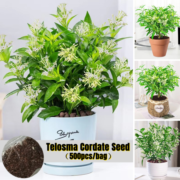 White Telosma Cordate Flower Seeds for Planting (500pcs) Benih Bunga