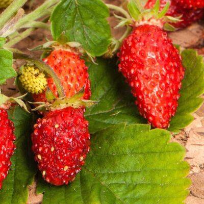 50 เมล็ด สตอร์เบอรี่ ใช้ทำแยม woodland strawberry, Alpine strawberry, European strawberry อัตราการงอกของเมล็ด 80-85%