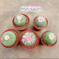 โลโฟโฟรา (Lophophora) น่ารักสุกคิ้วท์ แคคตัส กระบองเพชร