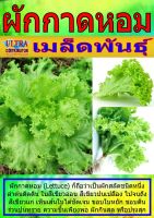 AGPV เมล็ดพันธุ์ ผักกาดหอม แบ่งขาย ราคาต่อ1ซอง