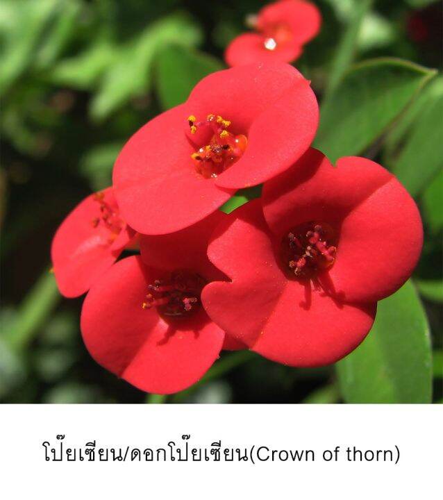 royal-orchid-สร้อยคอกลีบดอกโป๊ยเซียนของจริง-สีแดง-ตัดด้วยขอบเงิน