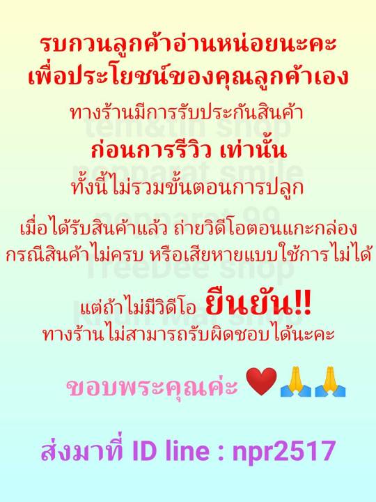 พุทธรักษา-พุทธรักษาสีครีม-1หน่อ-ต้นพุทธรักษา-พุทธรักษาสีครีม-พุทธรักษาสีเหลือง