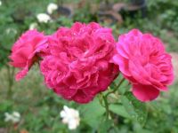 28 เมล็ด เมล็ดพันธุ์ Home Seed  กุหลาบ สายพันธุ์ อังกฤษ เลื้อย สีชมพูบานเย็น Rose Seeds ดอกใหญ่ นำเข้าจากต่างประเทศ