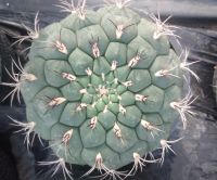 ?ยิมโนหนังช้าง? Gymnocalycium Saglionis ขนาด10-12 ซม. ต้นแคคตัส ต้นกระบองเพชร (กรุณาอ่านรายละเอียดก่อนทำการสั่งซื้อครับ)