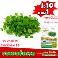 (ซื้อ10แถม1 ฟรีคู่มือ) เมล็ดพันธุ์ วอเตอร์เครส WATER CRESS (0.2 กรัม 800 เมล็ด) ทำมะชาดฟาร์ม  ผักสลัด เมล็ดพันธุ์สลัด เมล็ดสลัด เม็ดผักสลัด