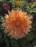 1 หัว/ออเดอร์ รักเร่ Dahlia Bulbs สายพันธุ์ Sun Fire หัวรักเร่ ดอกไม้ หัวหน่อ เหง้า นำเข้า เนเธอร์แลน หัวสดใหม่