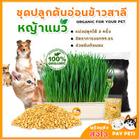 (ซื้อ2แถม1)(แถมชุดเล็ก)ชุดปลูกต้นอ่อนข้าวสาลี ‍(แบ่งปลูก2 ครั้ง)ชุดพร้อมคู่มือการปลูกง่ายมาก หญ้าหมา หญ้าแมว หญ้ากระต่าย หญ้าหนู ฯลฯ