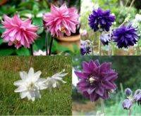 เมล็ดพันธุ์ โคลัมไบน์ aquilegia vulgaris var. stellata columbine barlow 50 เมล็ด เมล็ดพันธุ์นำเข้าจากอังกฤษ