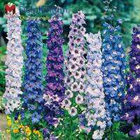 พันธุ์ดอกเดลฟินเนียม Delphinium #4 สี สื่อถึงการเปิดใจ ความกระตือรือร้น ความคะนอง และความเบิกบานใจ (20เมล็ด)