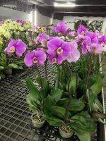 30 เมล็ดพันธุ์ Garden Seeds เมล็ดกล้วยไม้ ฟาแลนนอปซิส (Phalaenopsis Orchids) Orchid flower seeds อัตราการงอกสูง 80-85%