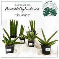 ว่านงาช้าง sansevieria boncel &amp; cylindrica