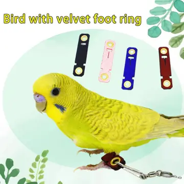 Lf/hf/uhf Rfid Pigeon Foot Ring Tag For Birds, Uhf Bird Ring Tags, Rfid  Pigeon Ring Tags, Rfid Bird Foot Ring Tags - Buy China Wholesale Rfid  Pigeon Ring Tags $0.2 | Globalsources.com