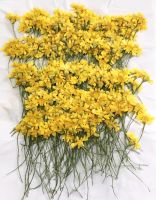 250pcs Pressed Dried 5-10cm Yellow Chrysanthemum Flower Stalk Plants Herbarium For Jewelry Photo Frame Bookmark Phone Case DIY