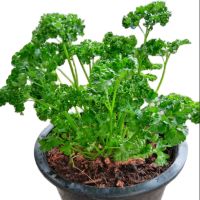 ต้นพันธ์ุพาร์สลีย์ (Parsley)กระถาง8นิ้ว