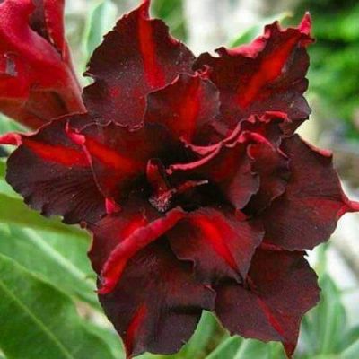 10 เมล็ดพันธุ์ ชวนชม สายพันธุ์ไต้หวัน สีแดง Adenium Seeds กุหลาบทะเลทราย Desert Rose ราชินีบอนไซ มีคู่มือปลูก นำเข้าจากไต้หวัน