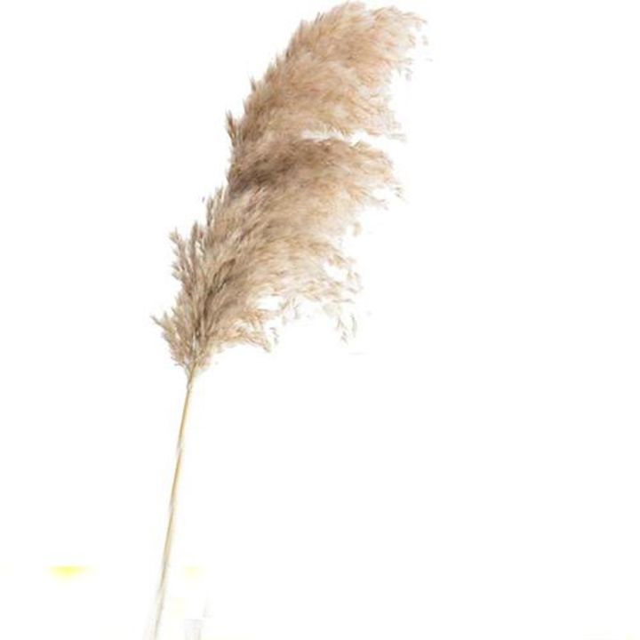 10pcs-free-shipping-real-dried-pampas-grass-decor-wedding-flower-bunch-natural-plants-decor