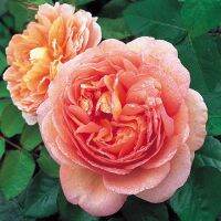 30 เมล็ด เมล็ดพันธุ์ กุหลาบ สีแชมเปญ Champagne Rose Seed ดอกใหญ่ นำเข้าจากต่างประเทศ มีคู่มือการปลูก