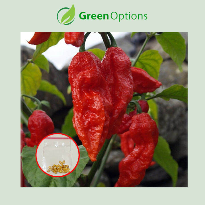 Monster Naga Pepper Seeds (30 Seeds) Lazada PH