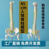 45 cm body human body skeleton big spinal nerve cervical disc thoracic spine model coccygeal vertebra vertebra pelvis