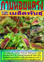 AGPF เมล็ดพันธุ์ กาบหอยแครง มีหลายแบบให้เลือก