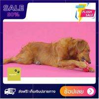 [[ปลอดภัยต่อสัตว์100%]] Dog toy ของเล่นหมา ของเล่นสุนัข Puppy ช่วยในการฝึกทักษะ ฝึกสมาธิ สำหรับลูกสุนัข ส่งฟรีทั่วไทย by powerfull4289