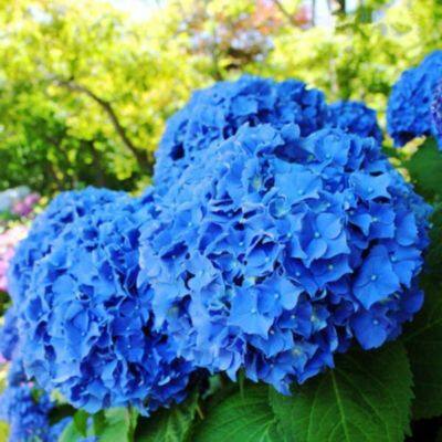 20 เมล็ด เมล็ดไฮเดรนเจีย Hydrangea Seeds สีฟ้า ไฮเดรนเยียสายพันธุ์ฝรั่งเศส ของแท้ 100% อัตรางอก 70-80% มีคู่มือปลูก ปลูกในกระถางได้