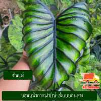 บอน โคโลคาเซีย หน้ากากฟาโรห์ Colocasia Pharaoh’s Mask สายพันธุ์แท้ แบบตัดสด ชำเอง หน้ากระดูก มีเส้นใบสีม่วงเข้มที่คมชัด ใบม้วนไปด้านหลัง หายาก