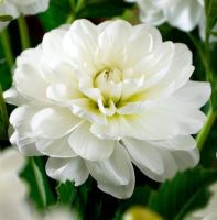 1 เหง้า/ชุุด รักเร่ Dahlia Bulb สายพันธุ์ White Onesta หัวรักเร่ ดอกไม้ หัวหน่อ เหง้า นำเข้า เนเธอร์แลน หัวสดใหม่